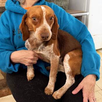 Beagle Dogs Available for Adoption - Festus | PetCurious