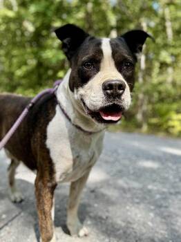 Rescue Terrier Dogs for Adoption in Waverly, Tennessee - TONKA | PetCurious