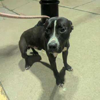 PBJ -  Terrier and Mixed Breed Dog for Adoption in St. Louis, Missouri - PBJ | PetCurious