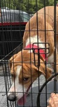 Samson -  Mixed Breed Dog for Adoption in Maryville, Tennessee - Samson | PetCurious