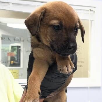 Hound and Labrador Retriever Dogs Available for Adoption in Maynardville, Tennessee - Ivy | PetCurious