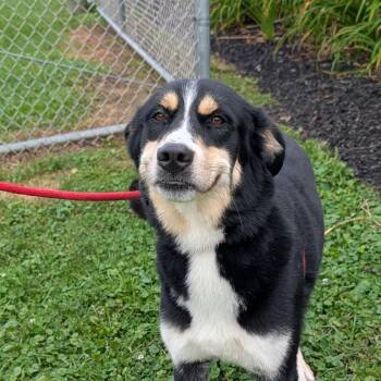 175077 Reba LOOKING FOR OWNER -  Bernese Mountain Dog Dog for Adoption in Ravenna, Ohio - 175077 Reba LOOKING FOR OWNER | PetCurious