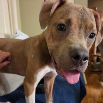 Maisie -  Terrier and Mixed Breed Dog for Adoption in Abbotsford, British Columbia - Maisie | PetCurious