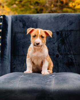 Dennis -  Pit Bull Terrier Dog for Adoption in Simsbury, Connecticut - Dennis | PetCurious