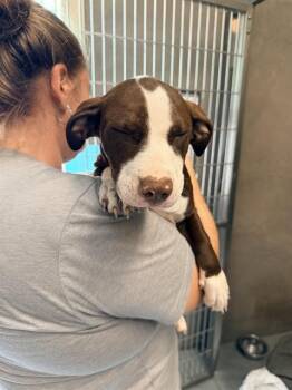 AMBER* -  Staffordshire Bull Terrier and Mixed Breed Dog for Adoption in Santa Cruz, California - AMBER* | PetCurious
