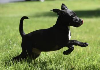 Ryker -  German Shepherd Dog and Labrador Retriever Dog for Adoption in Mechanicsburg, Pennsylvania - Ryker | PetCurious