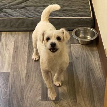 CHARLY -  Terrier Dog for Adoption in Graham, Washington - CHARLY | PetCurious