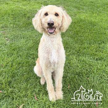 Poodle and Golden Retriever Dogs Available for Adoption in Irvine, California - LEO | PetCurious