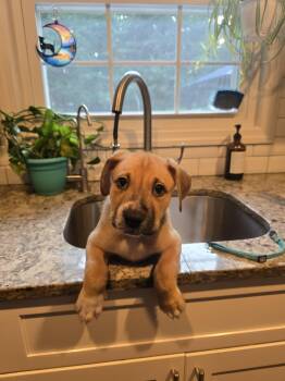 BRUNSON -  Mixed Breed Dog for Adoption in Holbrook, New York - BRUNSON | PetCurious