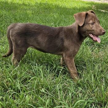 Trinity -  Mixed Breed Dog for Adoption in Dickinson, Texas - Trinity | PetCurious