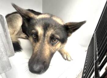 German Shepherd Dog Dogs Available for Adoption in Houston, Texas - A654407 | PetCurious