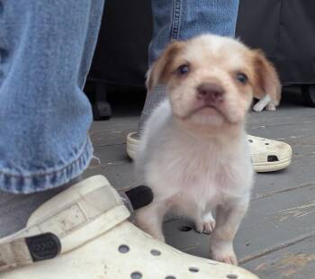 Australian Cattle Dog Blue Heeler and Labrador Retriever Dogs Available for Adoption in Hoffman Estates, Illinois - Kola | PetCurious