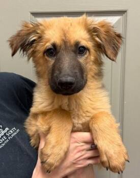 Shepherd Dogs Available for Adoption in Littleton, Colorado - Cricket | PetCurious