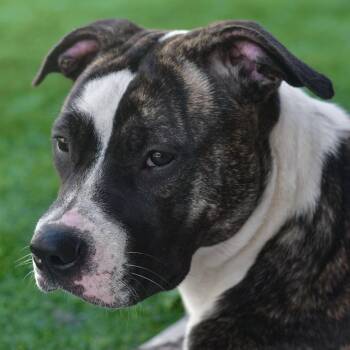 Pansy -  Pit Bull Terrier and Mixed Breed Dog for Adoption in Ottawa, Kansas - Pansy | PetCurious
