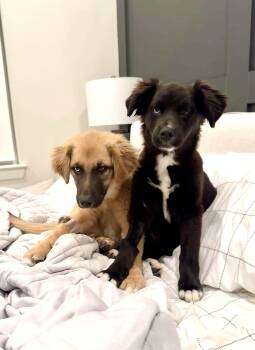 Border Collie Dogs Available for Adoption - Sadie - Puppy Bonded Pair | PetCurious