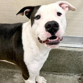 Hercules -  Pit Bull Terrier and Mixed Breed Dog for Adoption in Los Angeles, California - Hercules | PetCurious