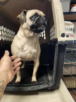 Francis (Franny) -  Pug Dog for Adoption in Page, Arizona - Francis (Franny) | PetCurious