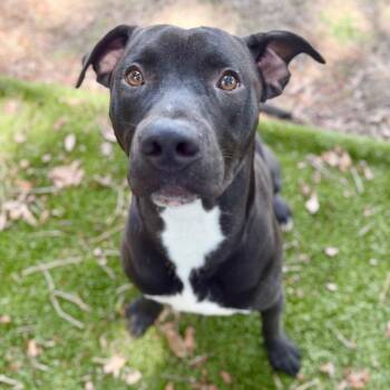 Muffler -  Mixed Breed Dog for Adoption in Milton, Florida - Muffler | PetCurious