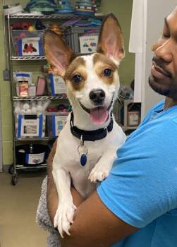 Nando -  Terrier Dog for Adoption in Alexandria, Virginia - Nando | PetCurious