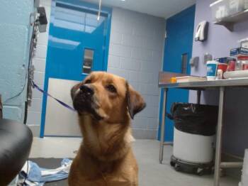 Rescue Golden Retriever and Mixed Breed Dogs for Adoption in Albuquerque, New Mexico - BETO | PetCurious