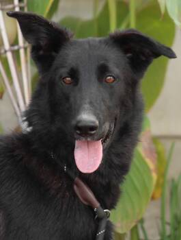Rescue Shepherd and Border Collie Dogs for Adoption in Lake Forest, California - Meg March - (CP) Adopt Me! | PetCurious