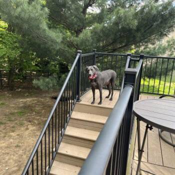 Kimber -  Weimaraner Dog for Adoption in Grand Rapids, Michigan - Kimber | PetCurious