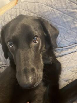 Finn -  Labrador Retriever Dog for Adoption in Middletown, Connecticut - Finn | PetCurious