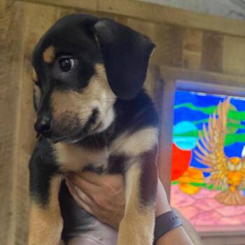 ALPHARETTA - Minnie -  Coonhound and Mixed Breed Dog for Adoption in Blairsville, Georgia - ALPHARETTA - Minnie | PetCurious