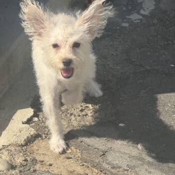 Foxy -  Terrier and Maltipoo Dog for Adoption in Fresno, California - Foxy | PetCurious