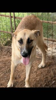 Zizi -  Anatolian Shepherd Dog for Adoption - Zizi | PetCurious