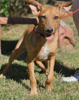 Rescue Terrier Dogs for Adoption in South Kingstown, Rhode Island - Florence Nightingale | PetCurious