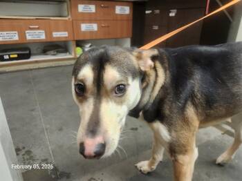 Miniature Pinscher and Siberian Husky Dogs Available for Adoption - OSO | PetCurious
