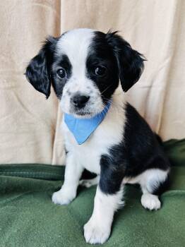 Jack Russell Terrier Dogs Available for Adoption in Newborn, Georgia - ARNIE | PetCurious