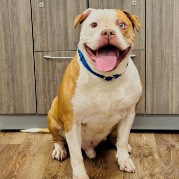 Bruce -  Pit Bull Terrier Dog for Adoption in Syosset, New York - Bruce | PetCurious