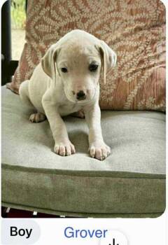 Rescue Mixed Breed Dogs for Adoption in West Chester, Pennsylvania - Grover | PetCurious