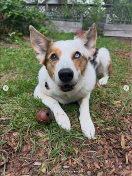 Bert -  Australian Shepherd Dog for Adoption in Whitewater, Wisconsin - Bert | PetCurious