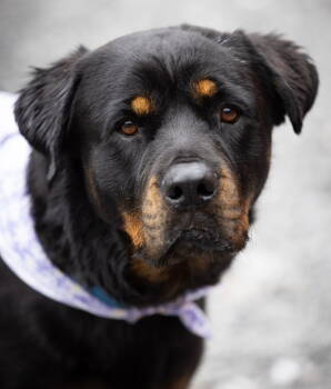 Rescue Rottweiler Dogs for Adoption in Deering, New Hampshire - Nanny | PetCurious