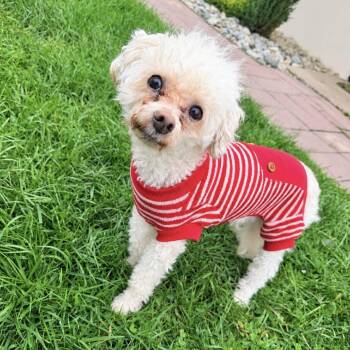 Cashmere -  Maltese and Miniature Poodle Dog for Adoption in Newark, New Jersey - Cashmere | PetCurious