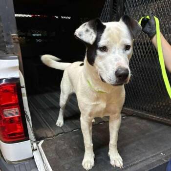 Banshee -  Mixed Breed Dog Available for Adoption in Gadsden, Alabama - Banshee | PetCurious