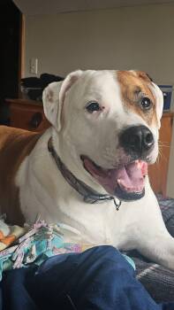 Boxer Dogs Available for Adoption in Tomah, Wisconsin - Mack- Cross Post  | PetCurious
