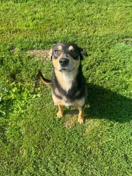 Scar -  Mixed Breed Dog for Adoption in Marion, Ohio - Scar | PetCurious