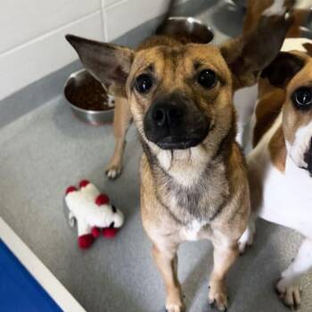 Twirley -  Feist Dog for Adoption in Spruce Pine, North Carolina - Twirley | PetCurious