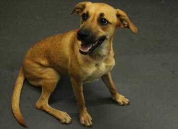 Heidi -  Black Mouth Cur and Mixed Breed Dog for Adoption in Picayune, Mississippi - Heidi | PetCurious