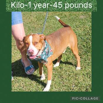 Rescue Pit Bull Terrier Dogs for Adoption in New Iberia, Louisiana - Kilo | PetCurious