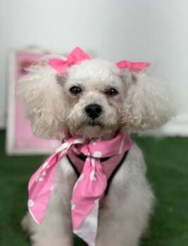 Treasure-One of our Amazing Rescue Dogs -  Miniature Poodle and Mixed Breed Dog for Adoption in Carlsbad, California - Treasure-One Of Our Amazing Rescue Dogs | PetCurious