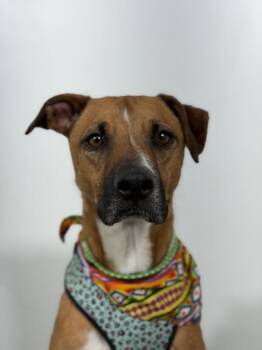 Mars-One of our Amazing Rescue Dogs -  Black Mouth Cur and Whippet Dog for Adoption in Carlsbad, California - Mars-One Of Our Amazing Rescue Dogs | PetCurious