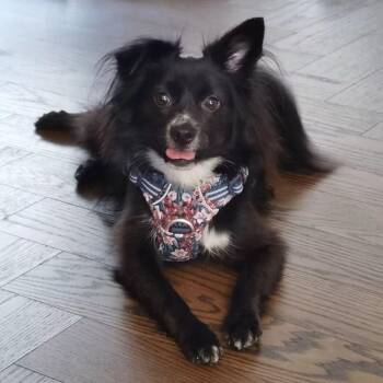 Rescue Mixed Breed Dogs for Adoption in Markham, Ontario - Luby | PetCurious