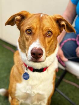 Spaniel and Shepherd Dogs Available for Adoption in Gilbert, Arizona - Scout (now Teddy) | PetCurious