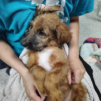 Mixed Breed Dogs Available for Adoption in Gainesville, Florida - Maple | PetCurious