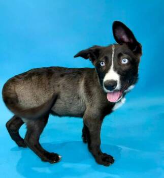 Black Labrador Retriever and German Shepherd Dog Dogs Available for Adoption in Alvin, Texas - Bilbo | PetCurious